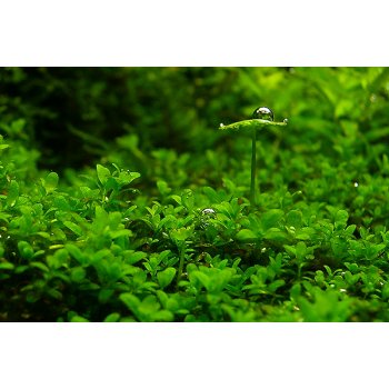 ANUBIAS - HEMIANTHUS CALLITRICHOIDES'CUBA'